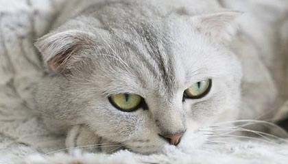 揭秘网络热点：黑料吃瓜网与吃瓜入口的谜底